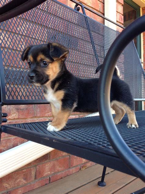 dachshund german shepherd chihuahua mix|german shepherd chihuahua mix puppy.